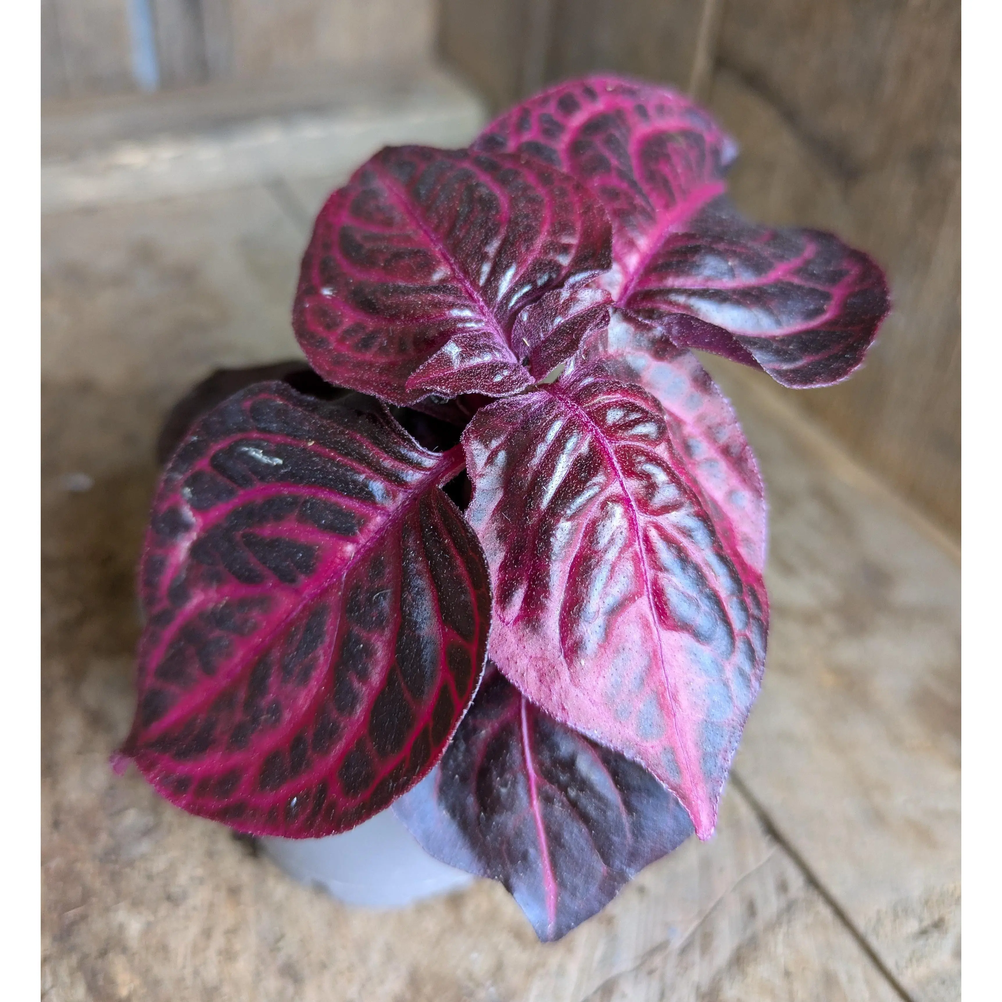 Iresine herbstii 'Bloodleaf' in 6 cm pot