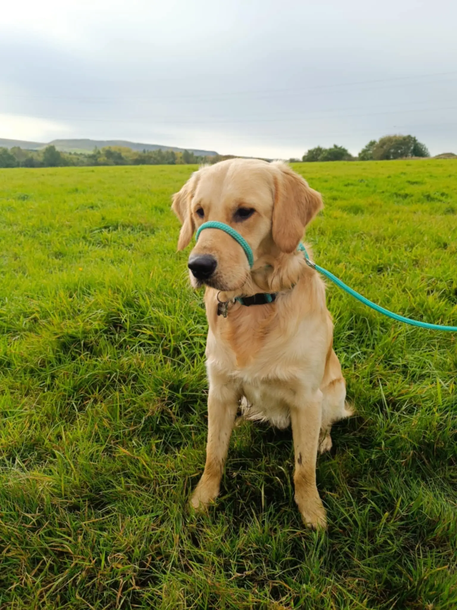 Anti Pull Lead Figure 8 Head Collar One Size Fits All Super Soft Braided Nylon Comfortable Make Your Walks Enjoyable Instructions Included