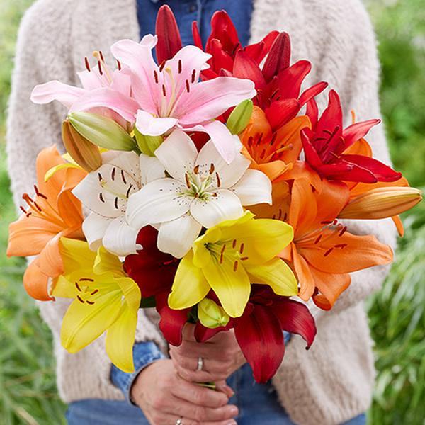 Majestic Lily Collection Set of 10 Bulbs, Size 14/16, Ready for Planting 0