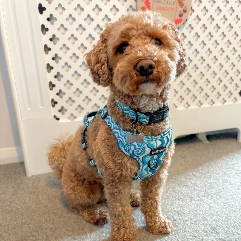 Blue Waves Dog Collar with Neoprene Padding for Extra Comfort 5