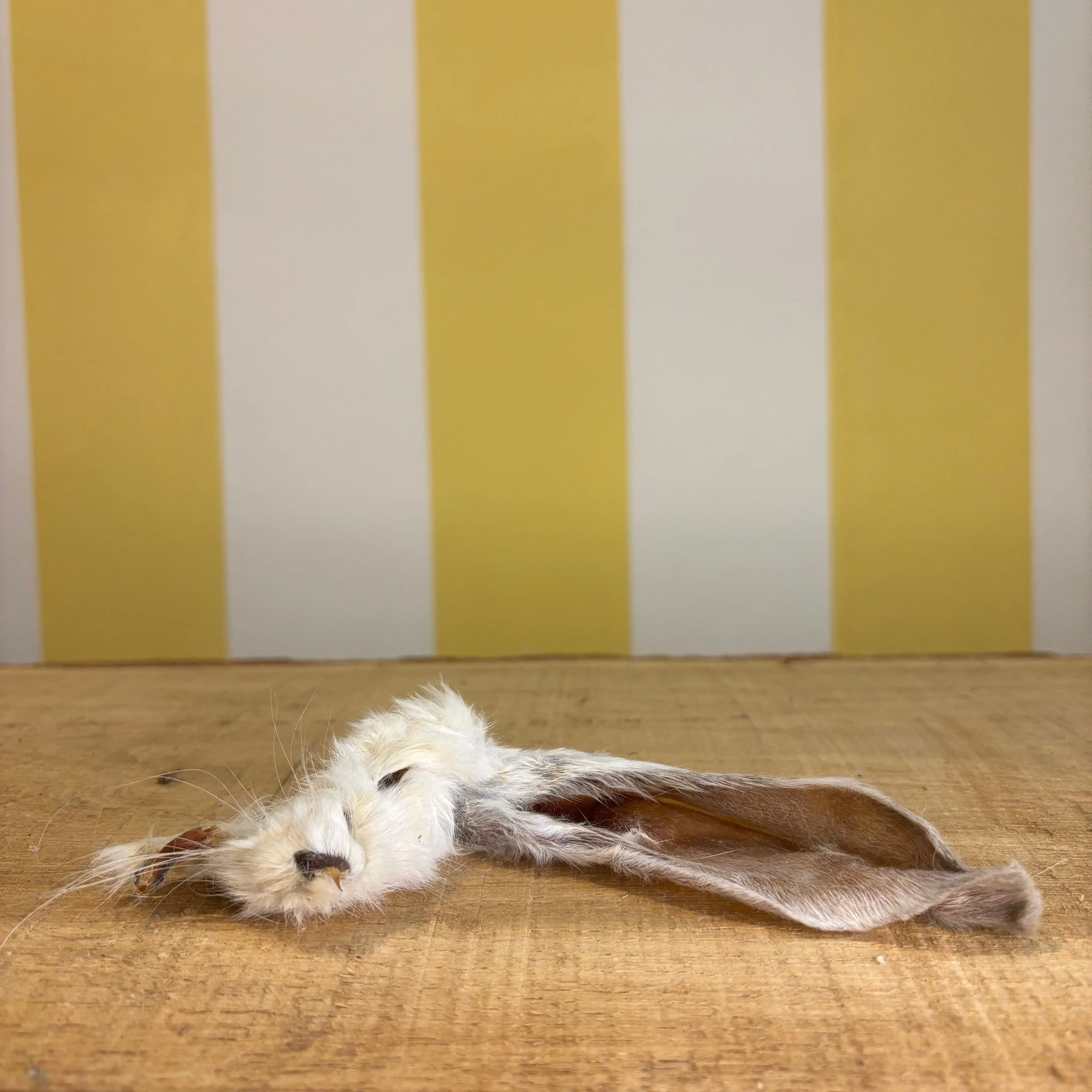 Natural Rabbit Ears for dogs as a treat and for worming
