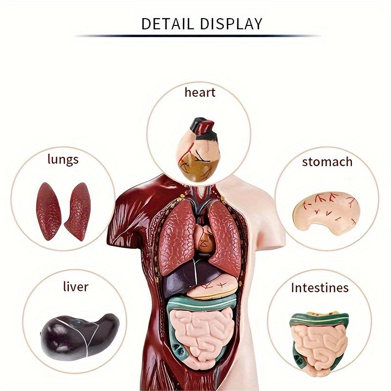 Product Introduction of ORACEGRA       DIY Human Organ Skeleton Model Set for STEM Education - Anatomical Bone Assembly Educational Toys for Organ Construction 2