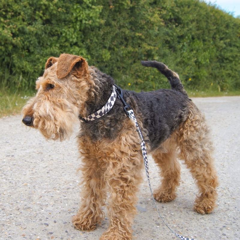 Wavy checkerboard dog lead 1
