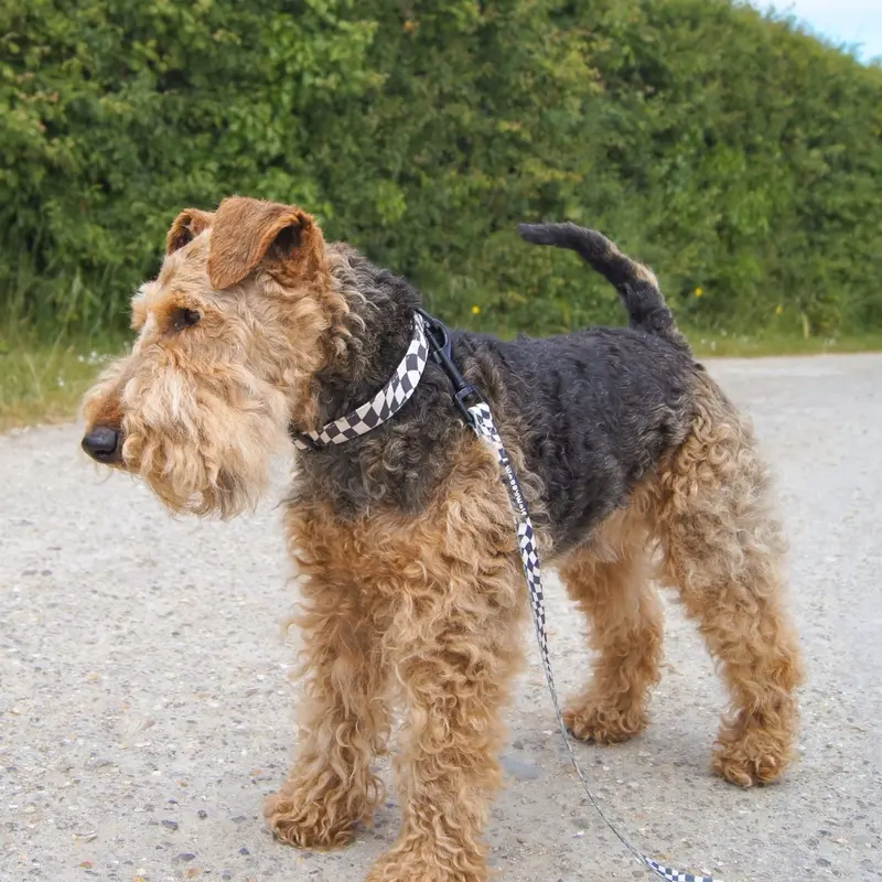 Wavy checkerboard dog lead 1