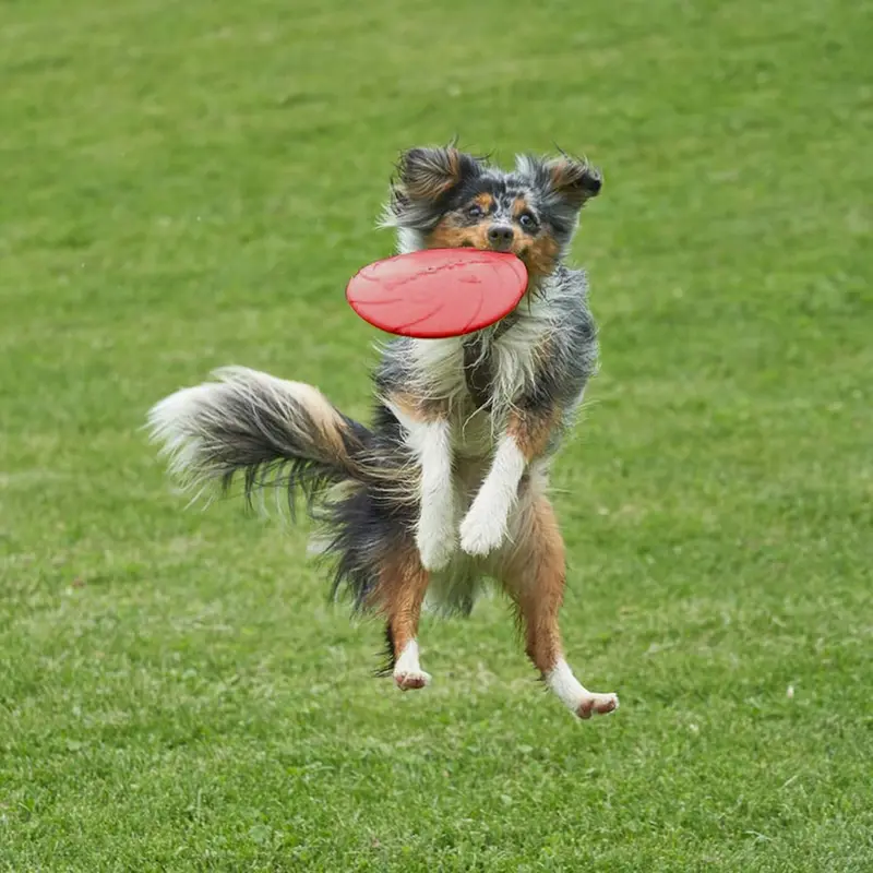 Dog Flying Disc, 2 Pack 7 Inch Natural Rubber Floating Flying Saucer for Both Land and Water (Green + Red) 0