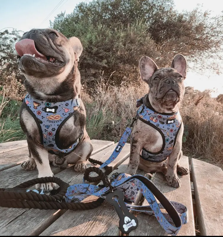 Artful Dogster Collar for Small to Medium-Sized Breeds 4