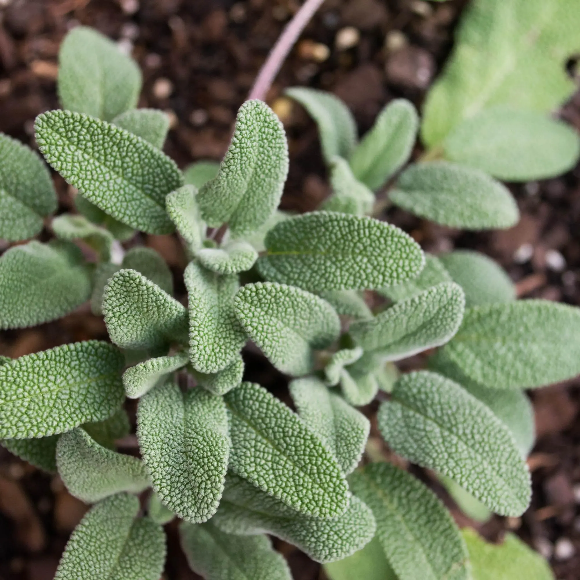 Herb seeds SAGE, ORGANIC