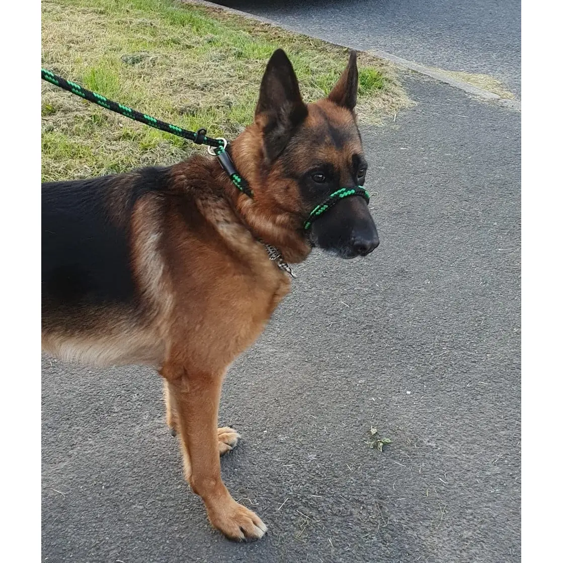 Duo lead All in one Slip lead or Halter & Head Collar professional figure of 8 dog training lead Anti-pull Small to Large Dogs 3 sizes Thick
