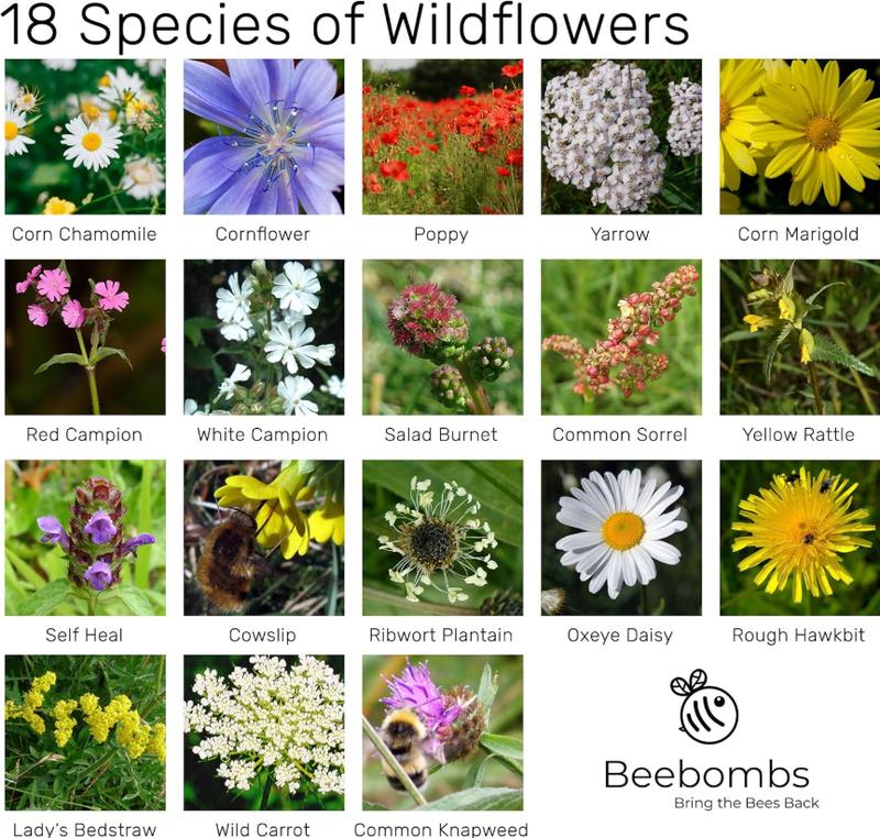 Official Beebombs Wild Flower Seeds UK Native Mix - Handmade in Dorset Wildflower Meadow Seed Balls, Bee Gifts, Gift for Gardener, 21sqft Coverage 4