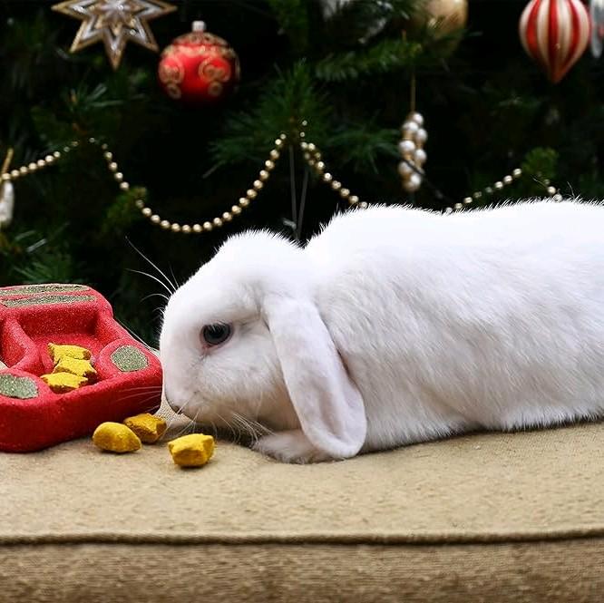 Christmas Stocking Puzzle Gift for Small Pets | Perfect for Rabbits, Guinea Pigs, Gerbils, Hamsters, Rats, Mice, Chinchillas & Degus | Pet Safe, Refillable, Treats Included 1