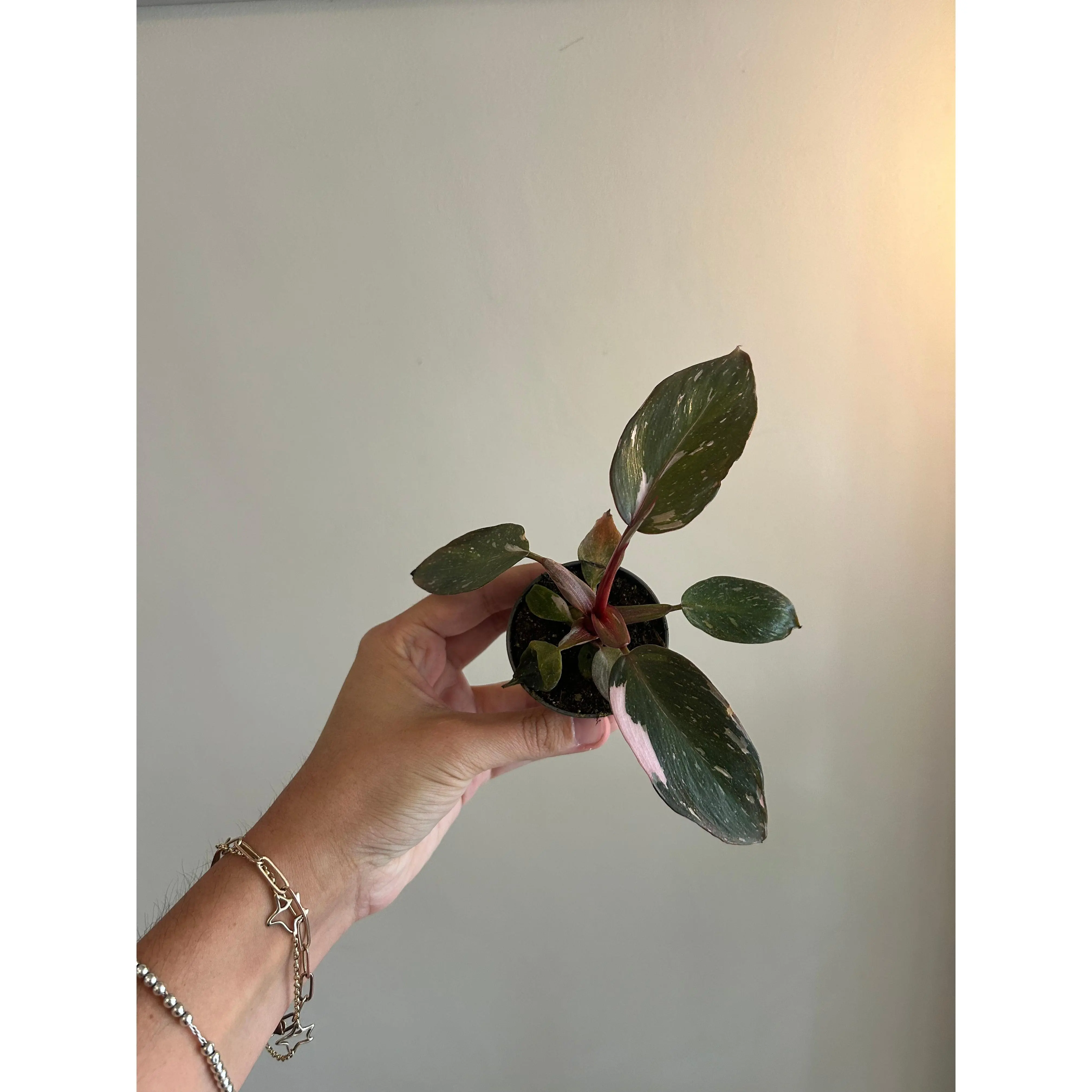Philodendron Pink Princess 'Marbled' - Highly Variegated 6CM Pot