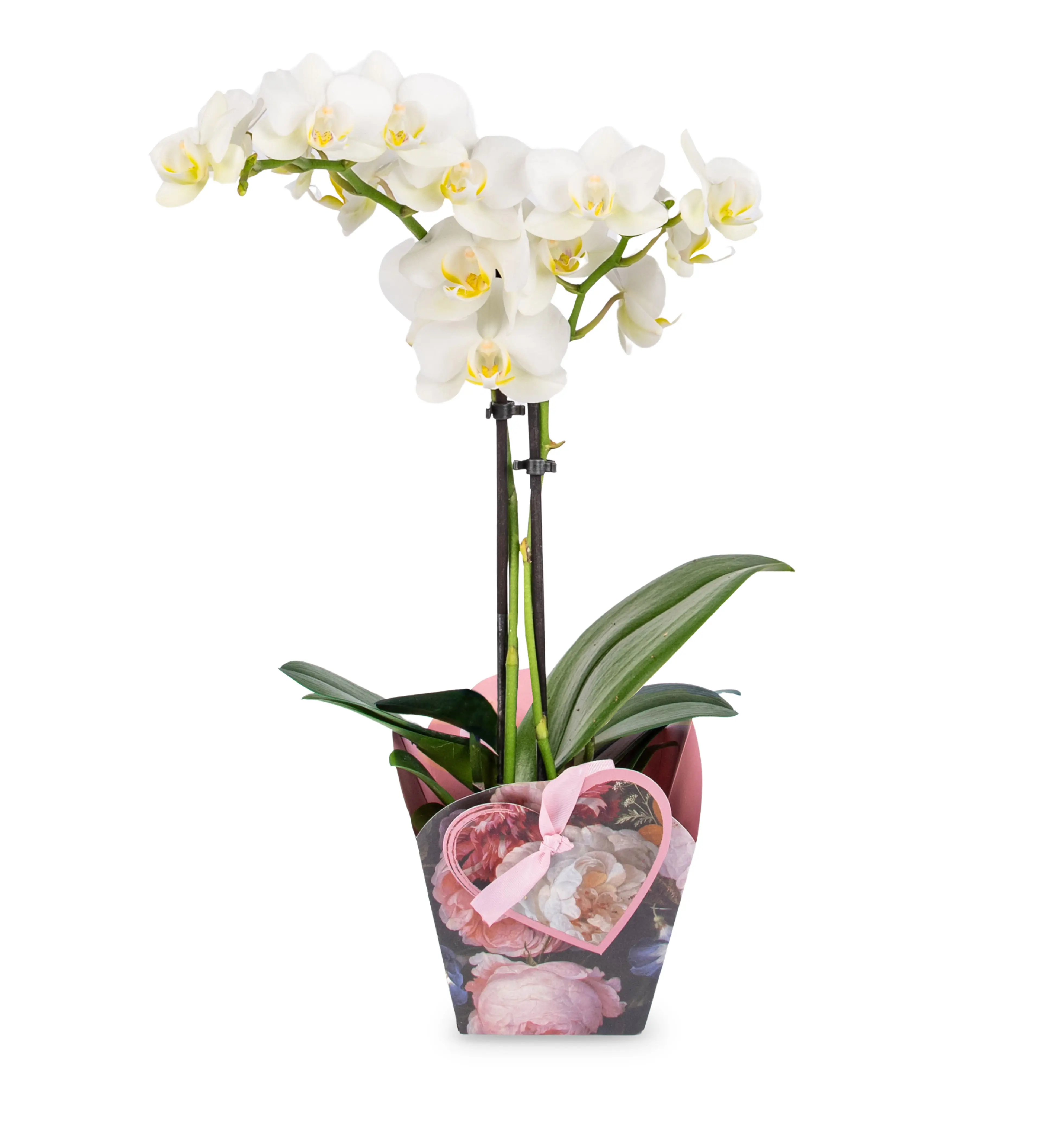 Prestige Flowers - Spring Orchid - Fresh Plants - Next Day Shipping - Indoor Plants - Gifting Decor Decorative Pot - Gifts for Men and Women - Prestige flowers