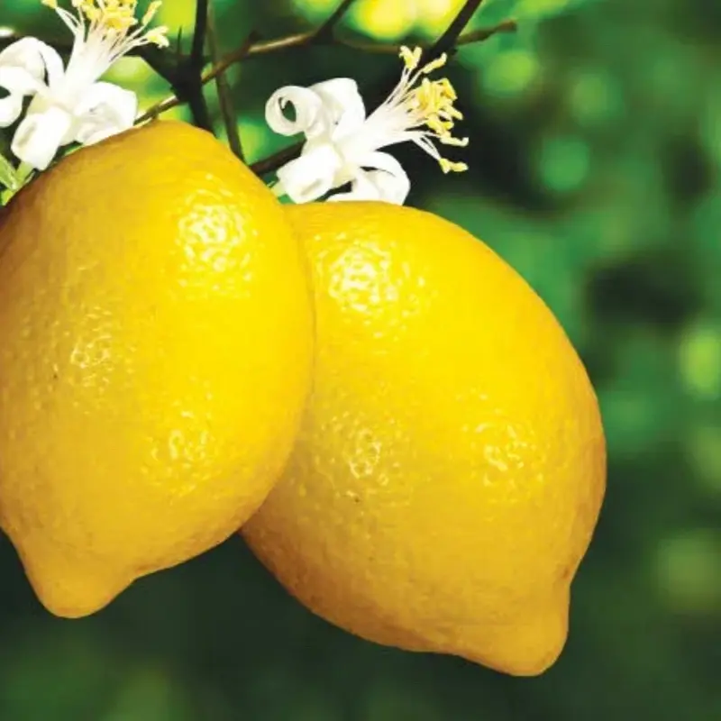 10 Organic Juicy Yellow Lemon Plant Seeds (UK Seller) - Grow Your Own 1
