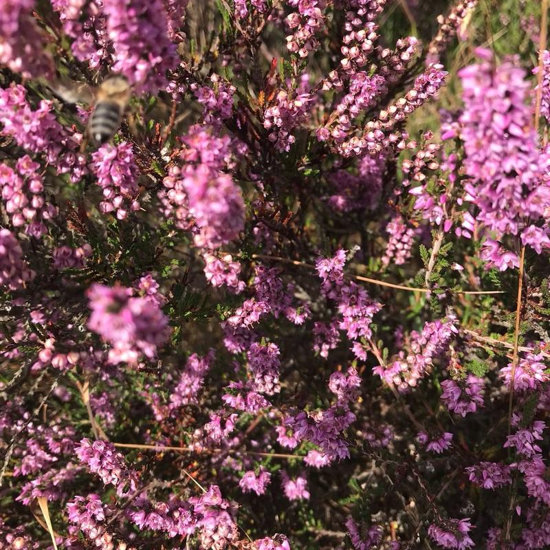 Welsh Heather honey real pure 3