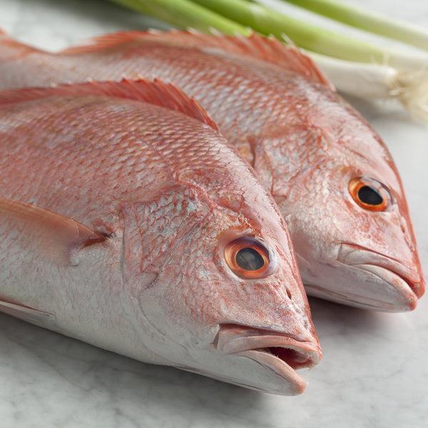 Red Snapper Clean 3P 0