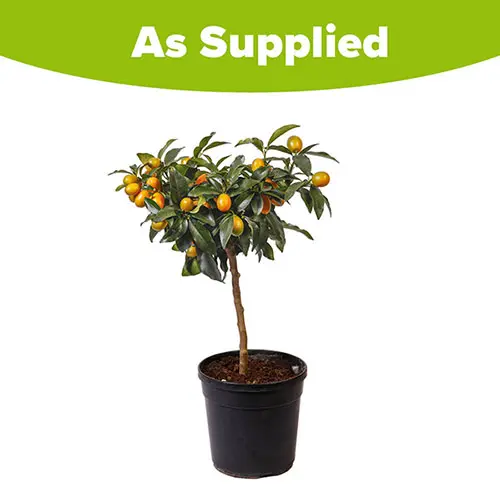 Citrus 'Kumquat' Tree with Fruits, in a 22cm pot 4