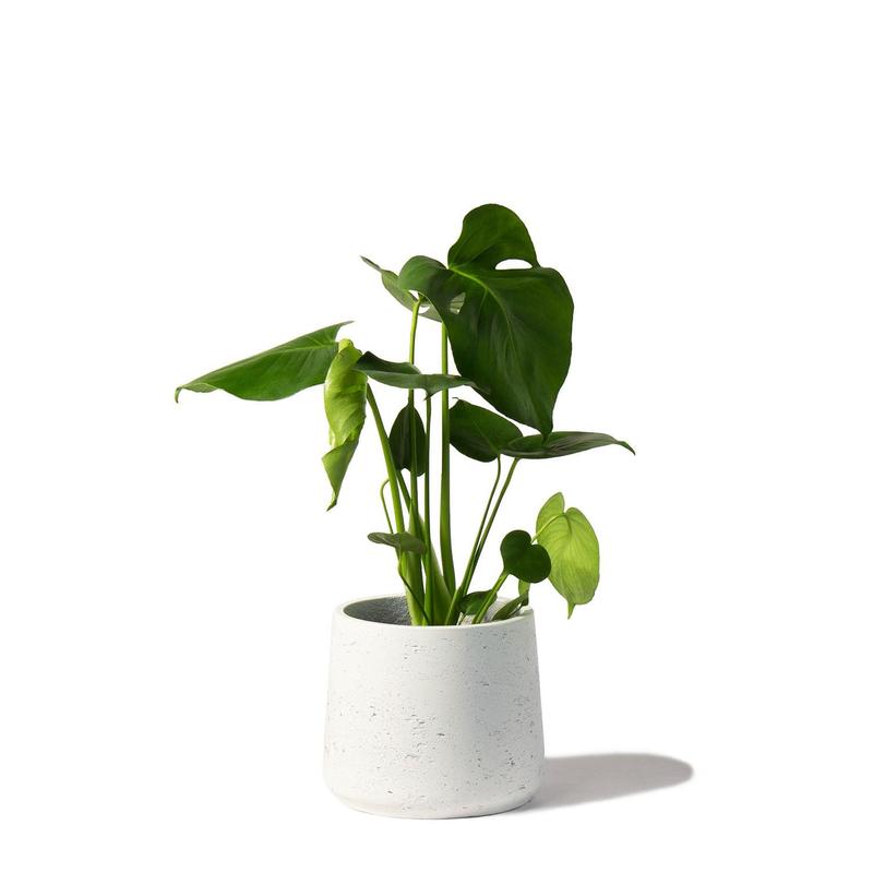 Swiss Cheese Plant Indoor Houseplant - Perfect for Home and Office 0