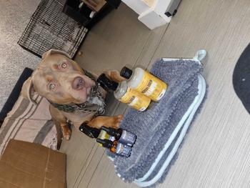 Product Review of Natural Flea Protect Spray from N**💫 1