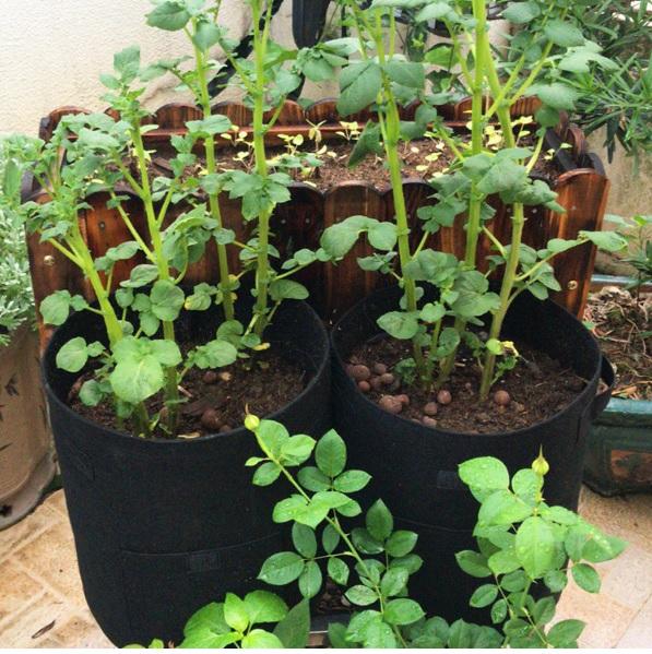 UK Seller 4/7/10 Gallon Potato Grow Planter Bags Vegetable Planting Bag Fabric Pot Onion 4