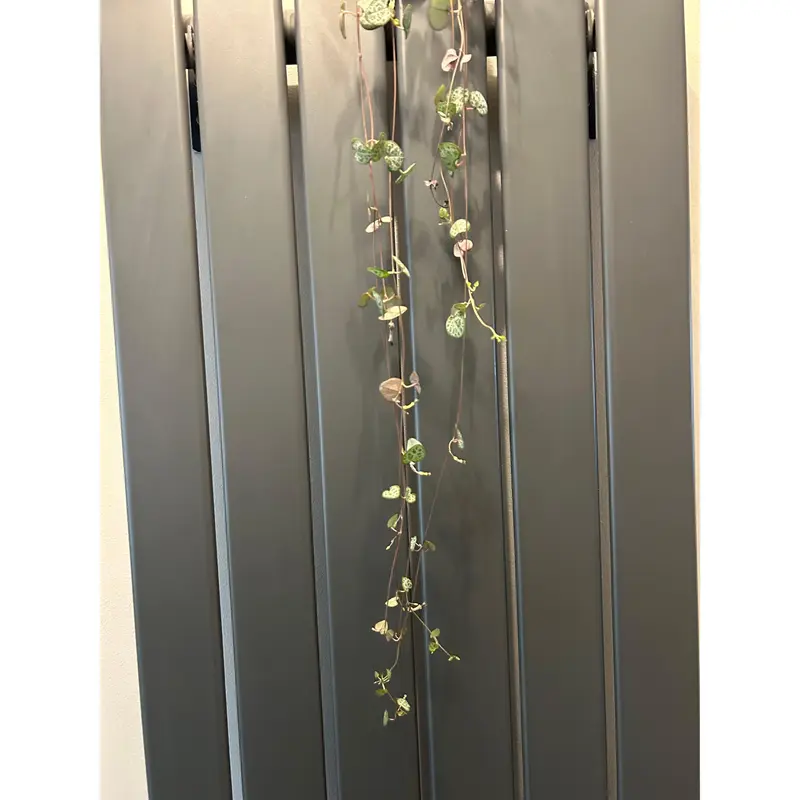 String of Hearts - Ceropegia Woodii, 30cm Long, Variegated Leaves, Decorative Plant 3