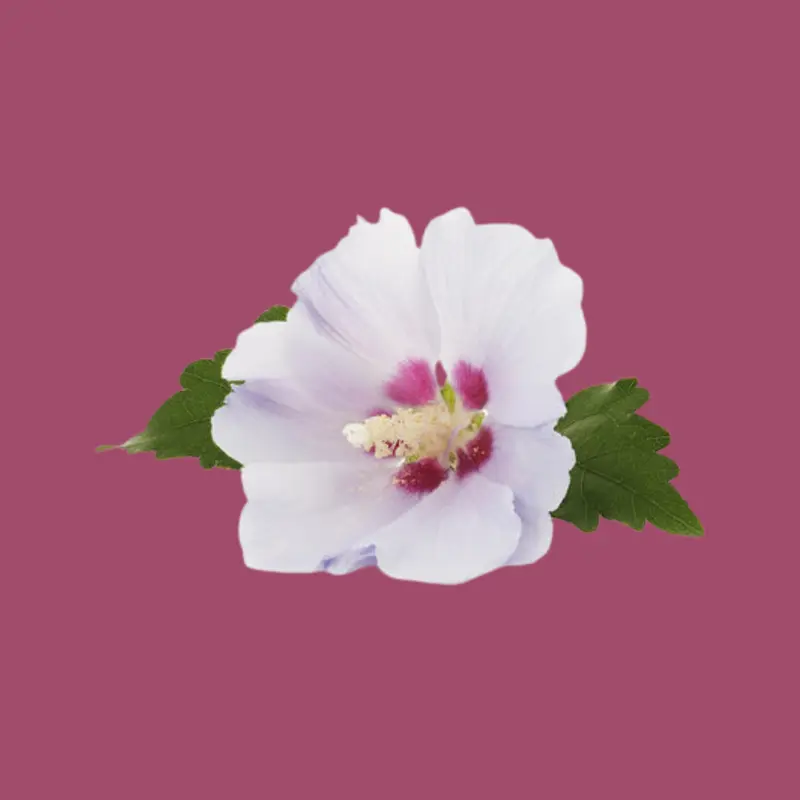 White Musk Fragrance Oil fragrance  oil 0