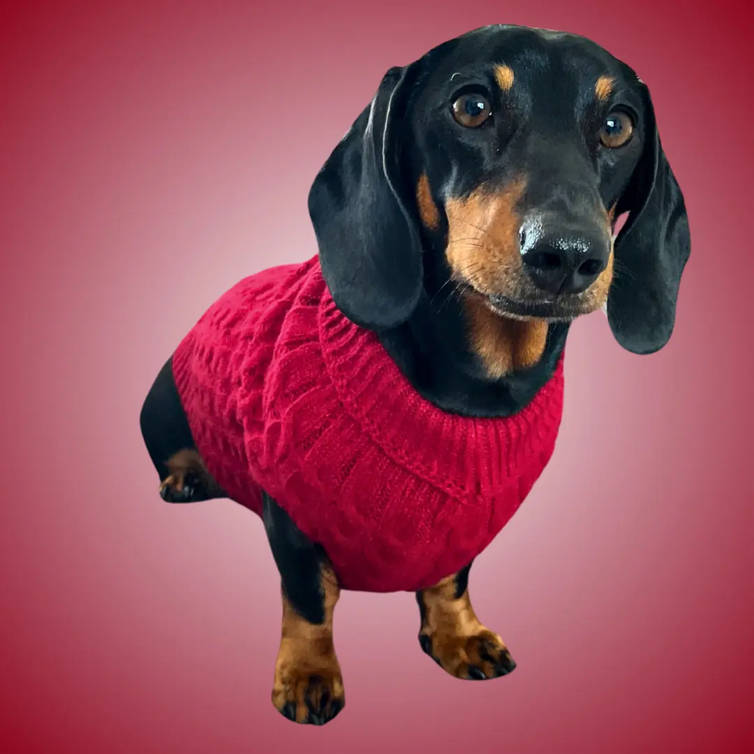 ‘Cranberry Red’ Cable Knit Dachshund Jumper Sweater - Sausage Dog Box