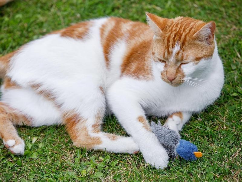 Dudley Duck Cat Toys with Fastest Delivery in UK - Perfect for Your Feline Friend 3