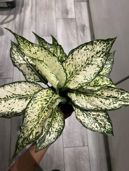 Product Review of Aglaonema Snow White Houseplant from N**o 2
