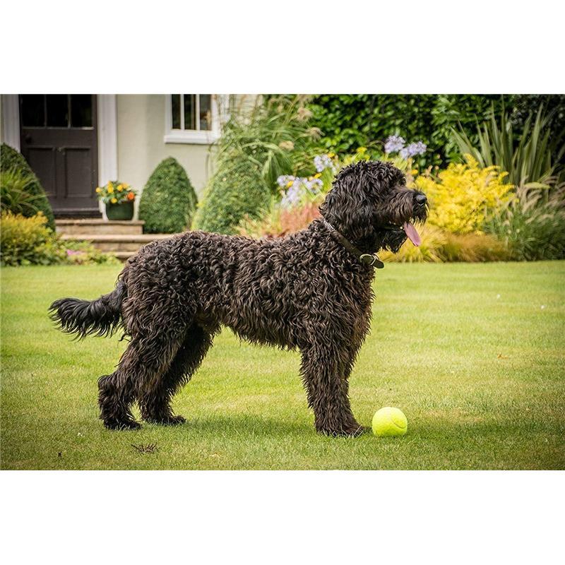 Petface Super Tennis Balls For Dogs, Throw and Fetch, Outdoor Exercise (Pack of 12) squeaky dog toys 5