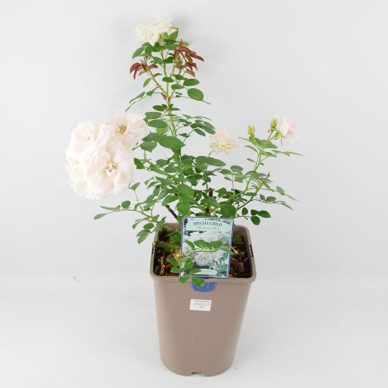 Rose Special Child Bush 5.5L 7