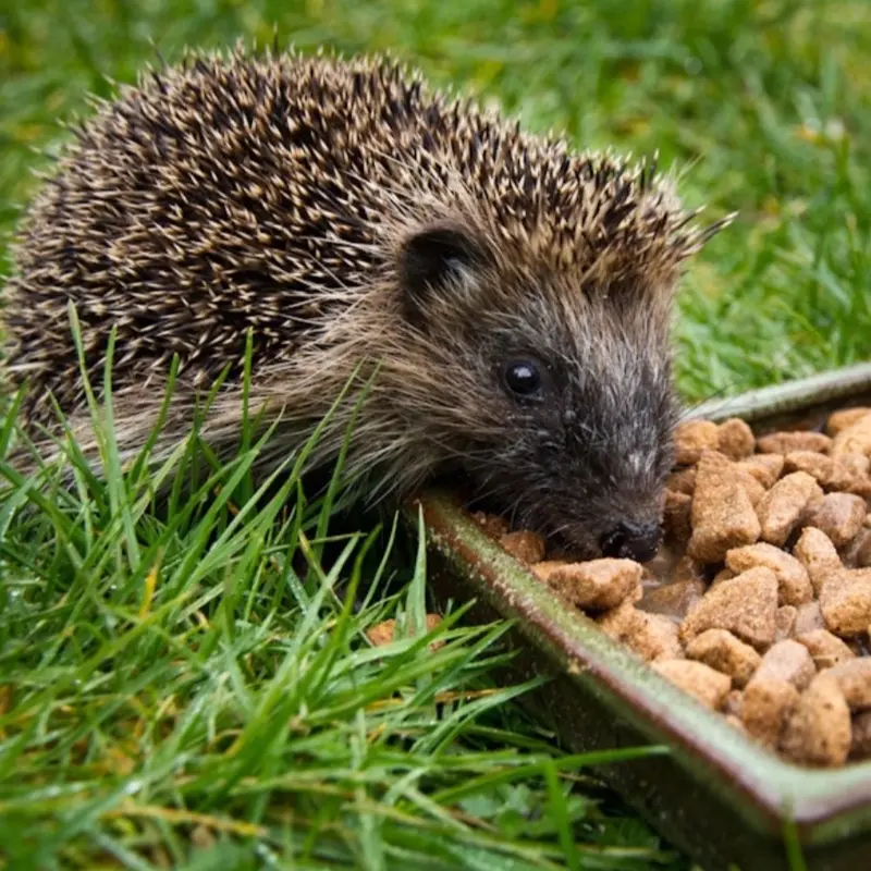 Wild hedgehog food - Delicious and nutritious 1