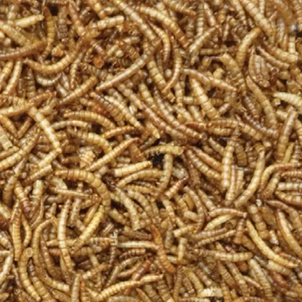 100g dried mealworms Wild bird  Bird treats Dry Feeding  Birds Snack