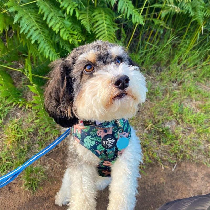 The Dog Shack Sid The Sloth Dog Harness & Matching Accessories / pick your item x1 basset hound 3