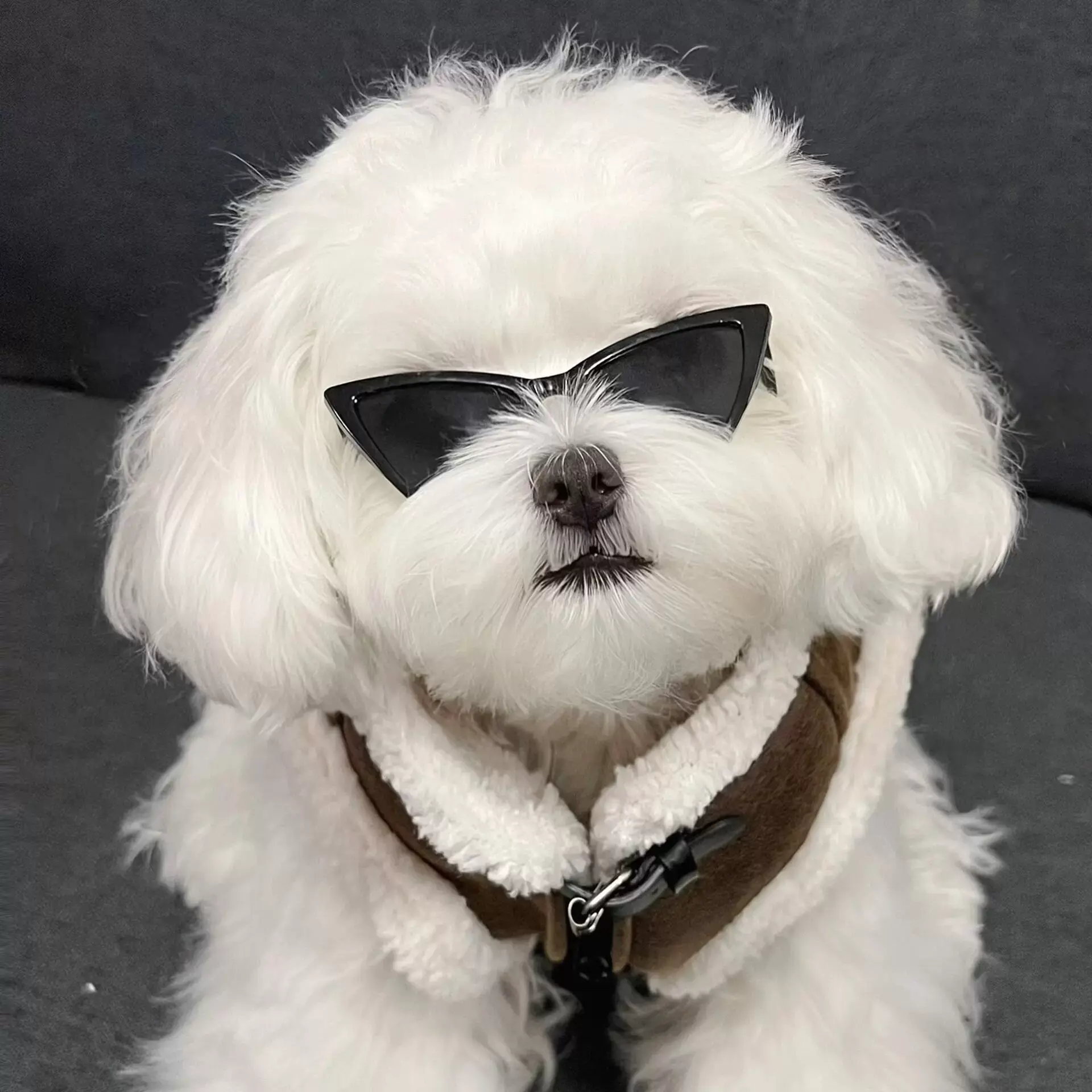 Chic Triangle Sunglasses for Pets - Purr-fect Paws sunglasses, pet eyewear, pet accessories, pet costume, pet clothing