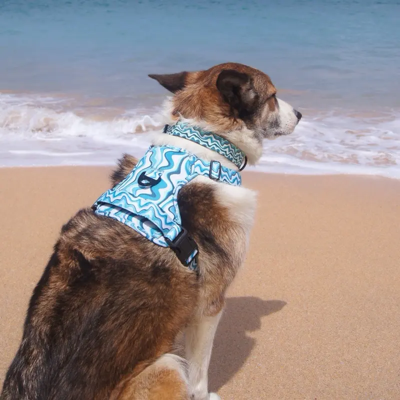 Blue Waves Dog Collar with Neoprene Padding for Extra Comfort 4