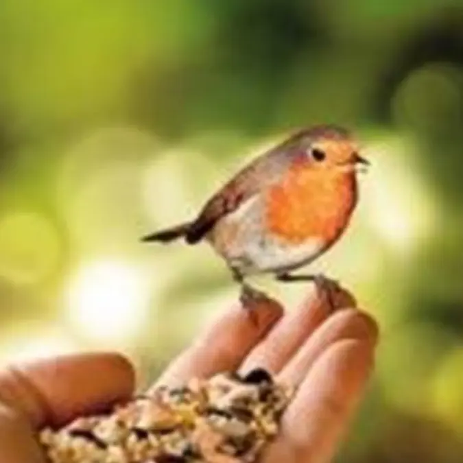 Premium wild bird no mess  a great all year round feed 300g only £1 1