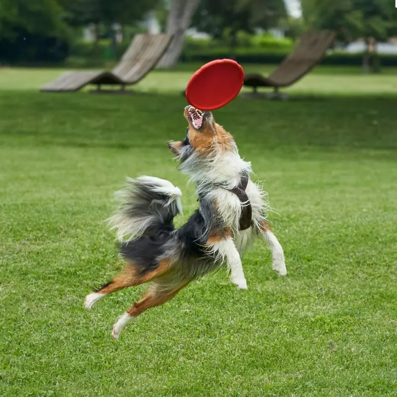Dog Flying Disc, 2 Pack 7 Inch Natural Rubber Floating Flying Saucer for Both Land and Water (Green + Red) 6