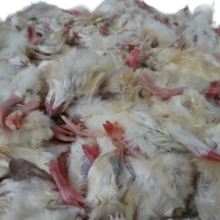 Frozen Chicks 1 day old 0