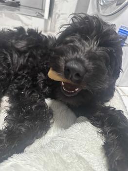 Product Review of Olive Branch Chew - Non-Splintering Enriched with Olive Oil for Coat Health - Natural Dog Chew from J**a S**l 0