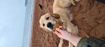 Product Review of Grain Free Dog Biscuits - Pack of 6 - Random Shapes from D**e ** L**k ** C**d 0