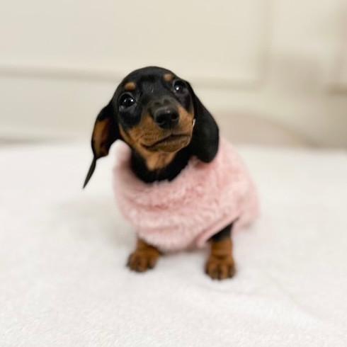 XXS Tiny Puppy Snuggle Dachshund Fleece - 20cm / 8inch Back | Sausage Dog Box 4