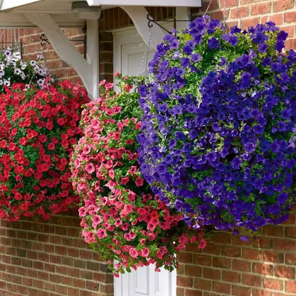 Surfinia Petunia Collection of 12 Plug Plants