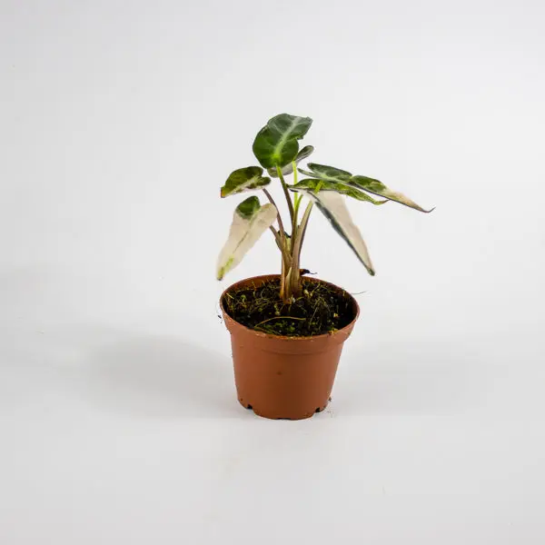 Alocasia 'Bambino Arrow Pink Variegata' Ø7cm H10cm 2