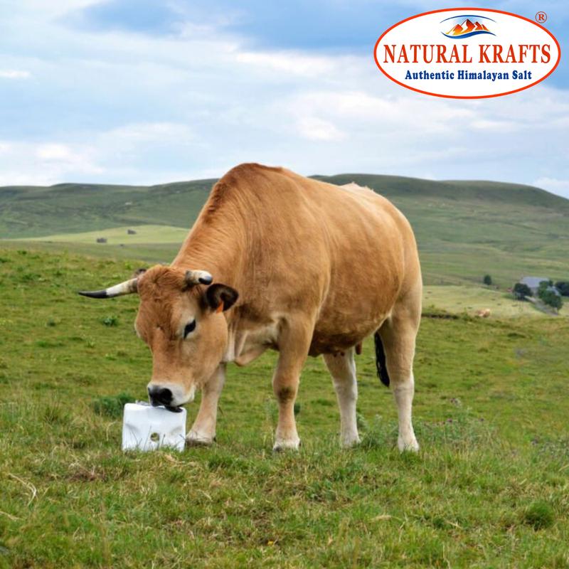 Natural Krafts Himalayan Rock Salt Lick Blocks - 4 Count (2-2.5 kg Each) for Enhanced Livestock Health and Vitality 3