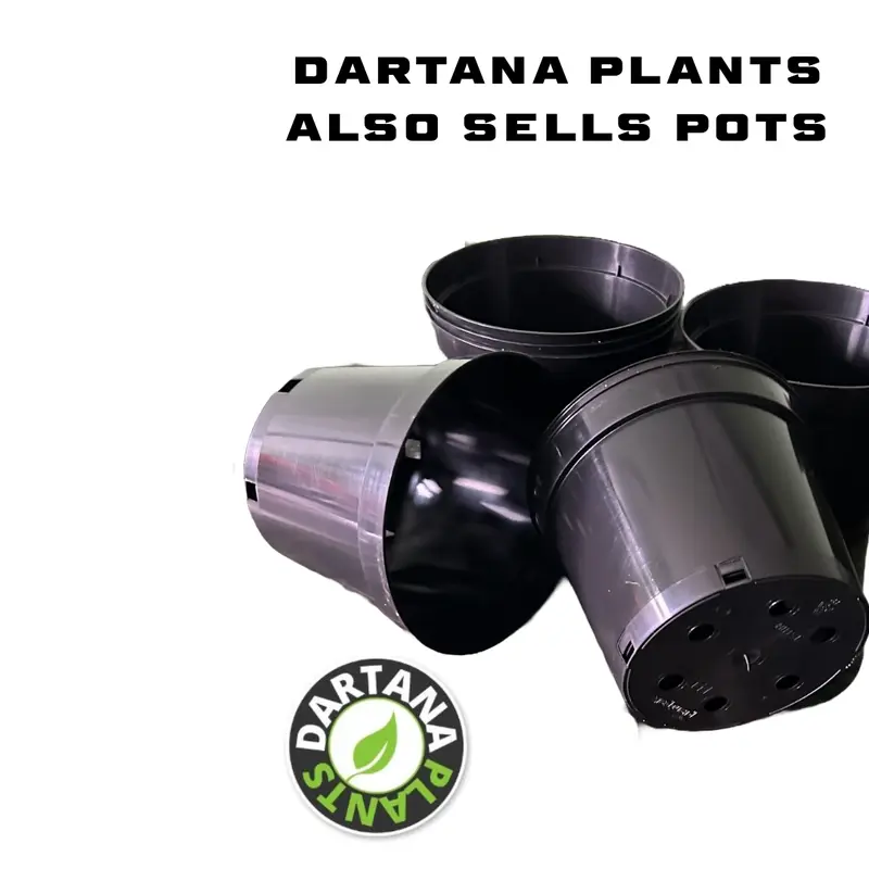 Penstemon Czar Perennial Plants x 5 Pack - 5cm Plug Plants For Sale FREE P&P 6