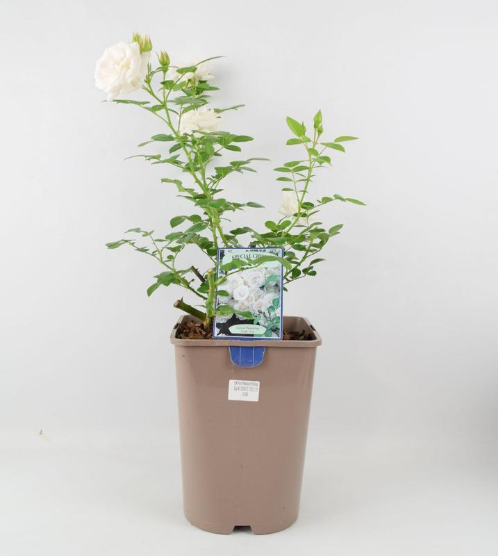 Rose Special Child Bush 5.5L 1