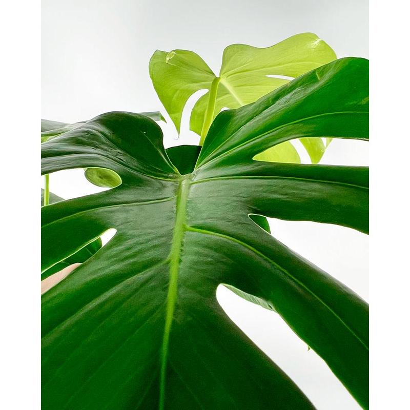 Swiss Cheese Plant Indoor Houseplant - Perfect for Home and Office 2