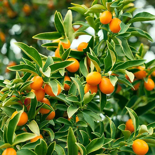 Citrus 'Kumquat' Tree with Fruits, in a 22cm pot 1