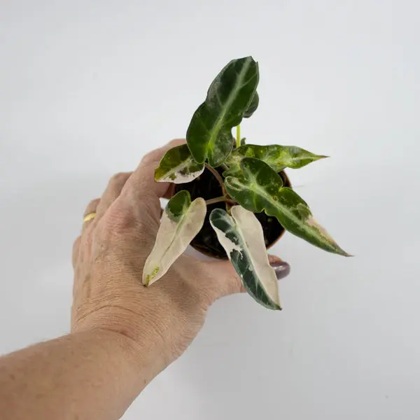 Alocasia 'Bambino Arrow Pink Variegata' Ø7cm H10cm 6