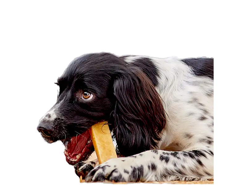 Dog Chew XL Pack of 6 - All-Natural Yak Milk Chew for Large-Sized Dogs - Dental Treat, Gluten-Free, Grain-Free, Long-Lasting, Reduce plaque and tartar, 850g dental  chew dog dental yak  chews bonkers  dogs snack dental pate whimzees  dental dog  advent 6